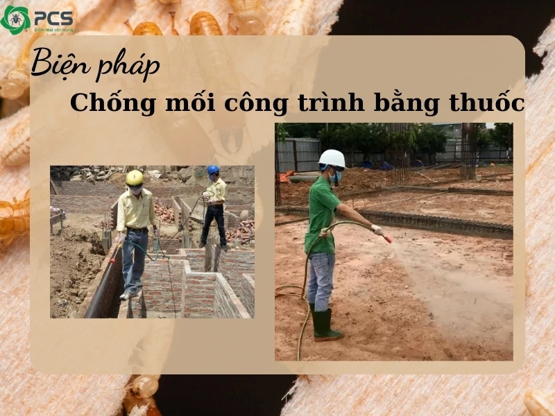 Công trình nào cần chống mối 